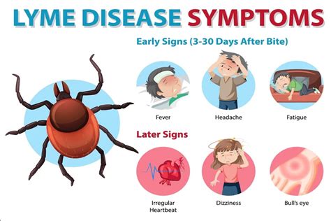 Ticks can become infected with more than one disease-causing microbe (called co-infection). . Lyme disease breakthrough at mayo clinic